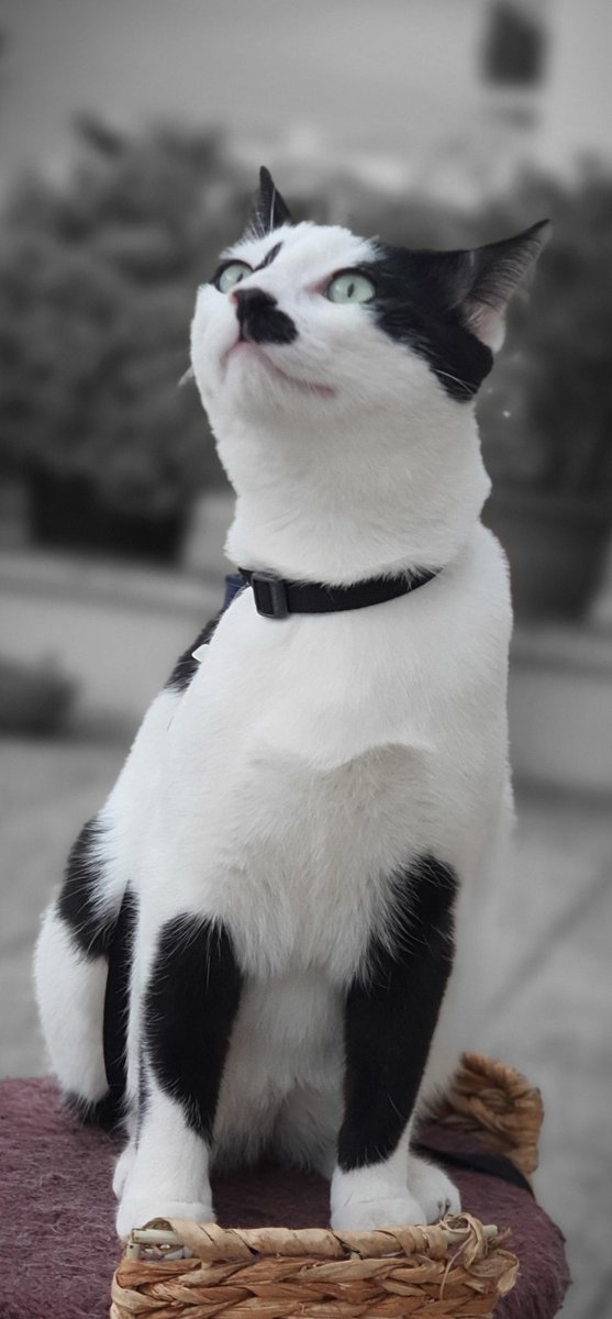 lesTurGoBil's tweet photo. cat's dreams #portraitdechat #ilovemycats #AdoptDontShop #houseofcats https://t.co/CgMNigs42A