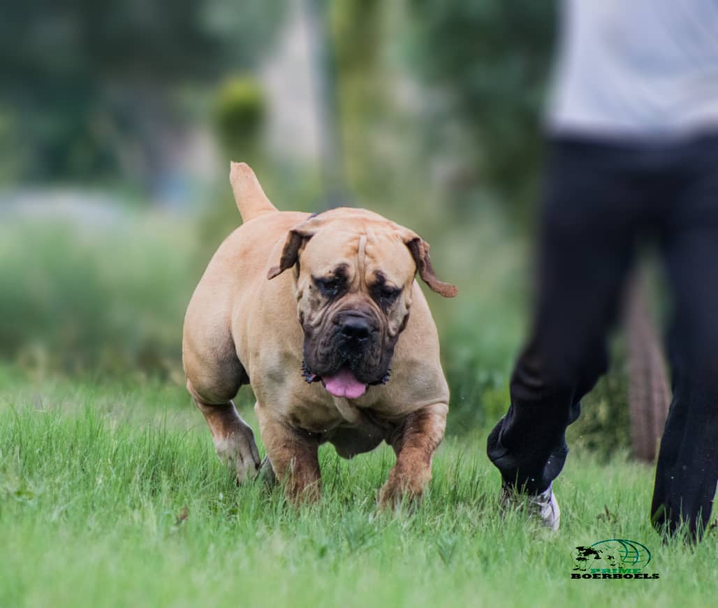 AndileWireb's tweet photo. This is what a South African Boerboel bred according to the standard looks like, he was bred locally in Botswana by me. He's currently 26 months old https://t.co/XE47Sc2Y43