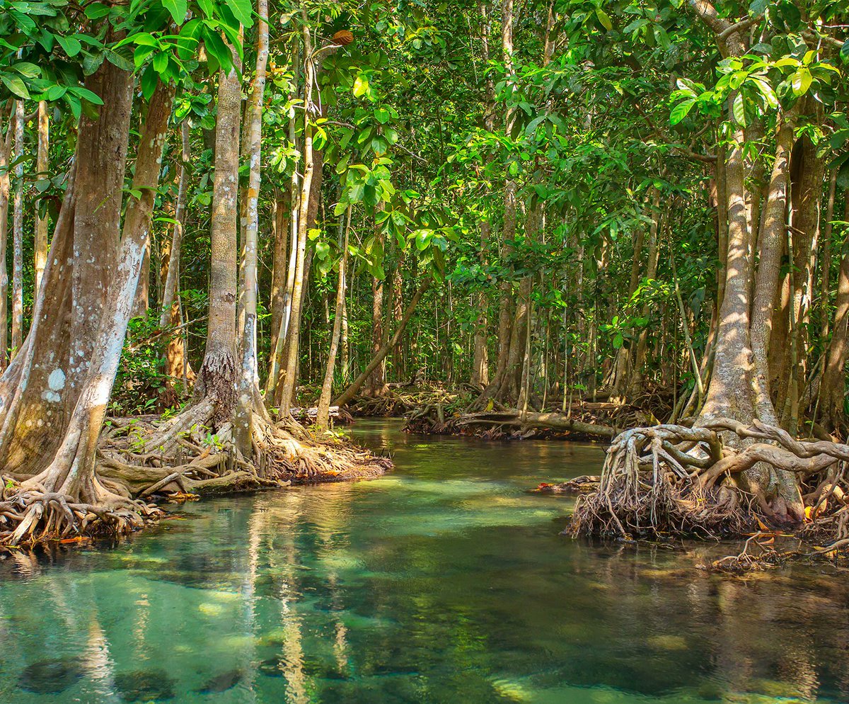 EatWellNetwork's tweet photo. Around 0.9 billion hectares of land worldwide would be suitable for reforestation... study by @ETH_en published in @sciencemagazine. We are doing our part by planting and protecting trees that naturally absorb CO₂ #JoinEatWellNetwork https://t.co/GUGPOx8lRd https://t.co/I2ZqiPn3C4