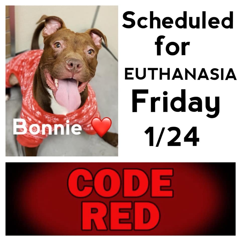 EMluvsPibbles's tweet image. ⚠️🆘CRITICALLY URGENT🆘⚠️
2-year #Bonnie was dumped in the shelters lot after hours.🥴
She will now be #EUTHANIZED on 1/24 for being.....Wait for it........&quot;unpredictable&quot;🙄
[Volunteer Favorite]
👉#PLEDGE4RESCUE #ADOPT #FOSTER #NOKILL💉🚫⚰️

facebook.com/guardiansforth…
Columbus, OH