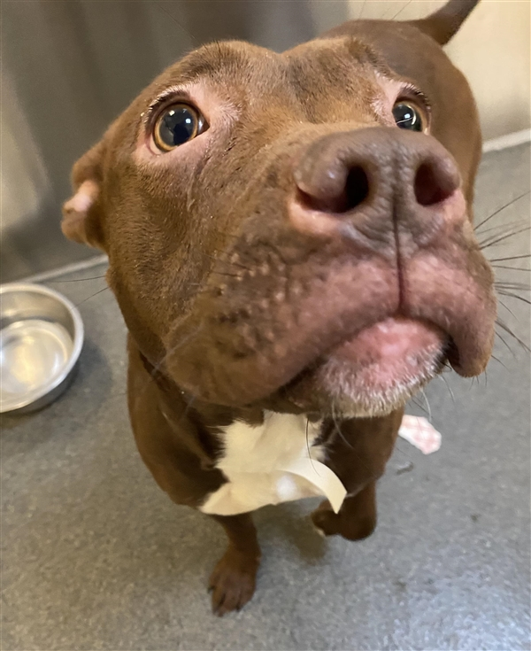 EMluvsPibbles's tweet image. ⚠️🆘CRITICALLY URGENT🆘⚠️
2-year #Bonnie was dumped in the shelters lot after hours.🥴
She will now be #EUTHANIZED on 1/24 for being.....Wait for it........&quot;unpredictable&quot;🙄
[Volunteer Favorite]
👉#PLEDGE4RESCUE #ADOPT #FOSTER #NOKILL💉🚫⚰️

facebook.com/guardiansforth…
Columbus, OH
