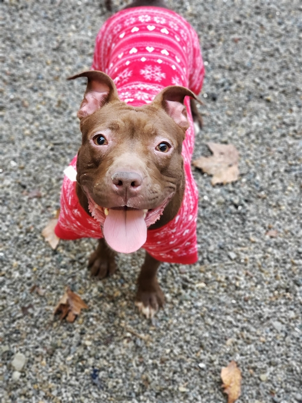 EMluvsPibbles's tweet image. ⚠️🆘CRITICALLY URGENT🆘⚠️
2-year #Bonnie was dumped in the shelters lot after hours.🥴
She will now be #EUTHANIZED on 1/24 for being.....Wait for it........&quot;unpredictable&quot;🙄
[Volunteer Favorite]
👉#PLEDGE4RESCUE #ADOPT #FOSTER #NOKILL💉🚫⚰️

facebook.com/guardiansforth…
Columbus, OH