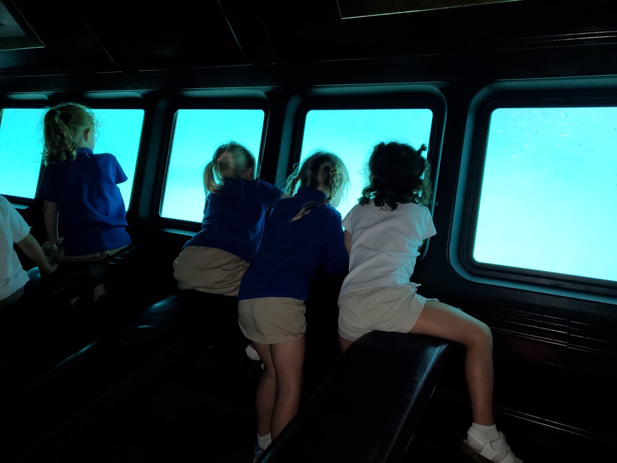 fernandarocco3's tweet photo. What a wonderful and rich experience these lucky kids had at their field trip on the Glass Bottom Boat.  I am so thankful to live in this amazing place, and have wonderful field trips like this one! #CISinspire #cisprek4 #MsFernanda_PreK https://t.co/oGVVghWa7T