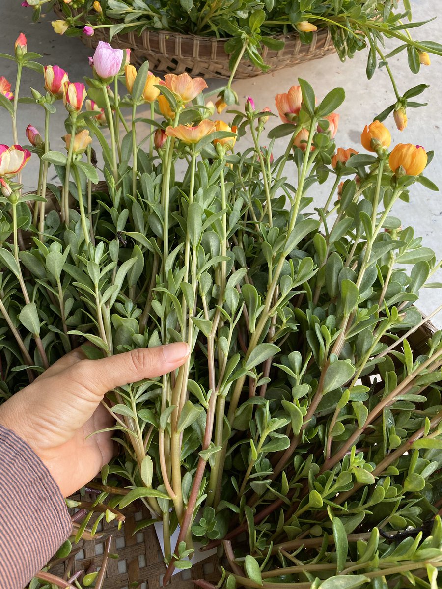 Yung_punyisa's tweet image. เราจะพยายามไม่ทำ...
สิ่งที่เราไม่รู้ว่าเราทำไปเพื่ออะไร..