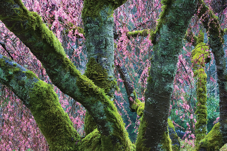 Art Wolf photography - mossy trees