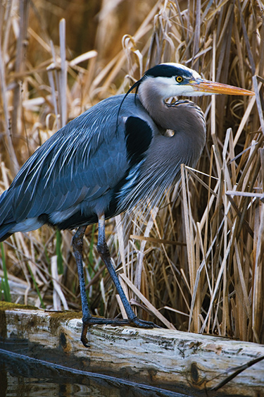 Art Wolf photography - waterfowl