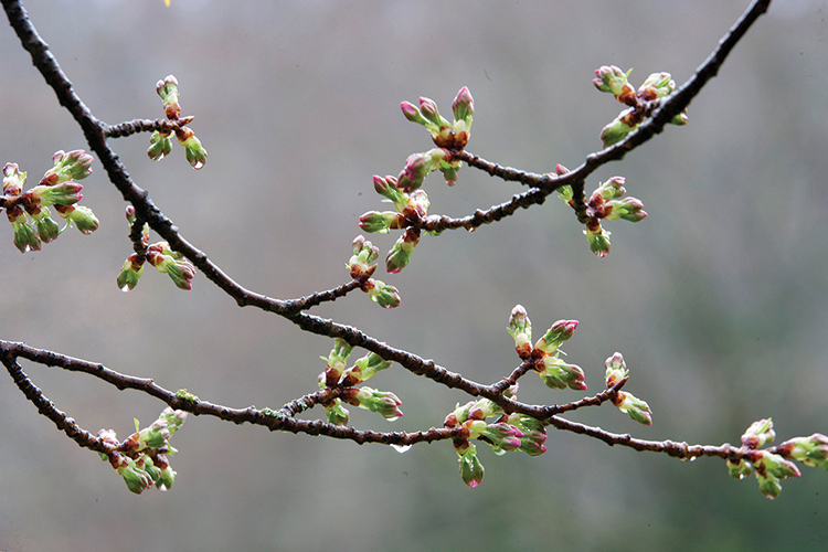 Art Wolf photography - buds on branches