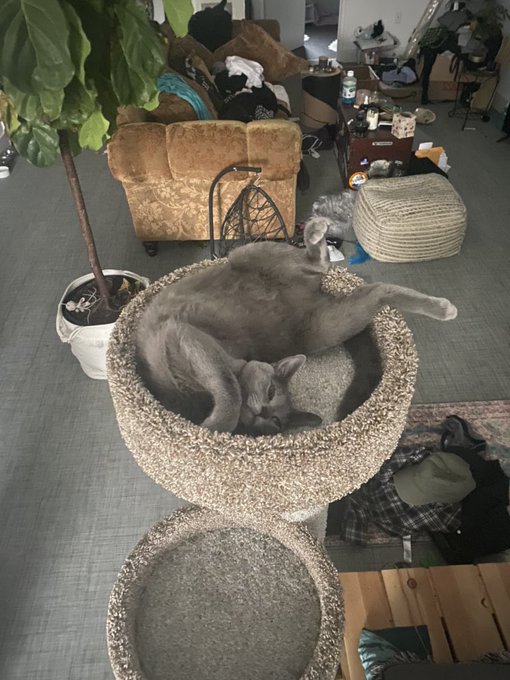 She sleeps in odd positions. https://t.co/VVFKT6Z93Y