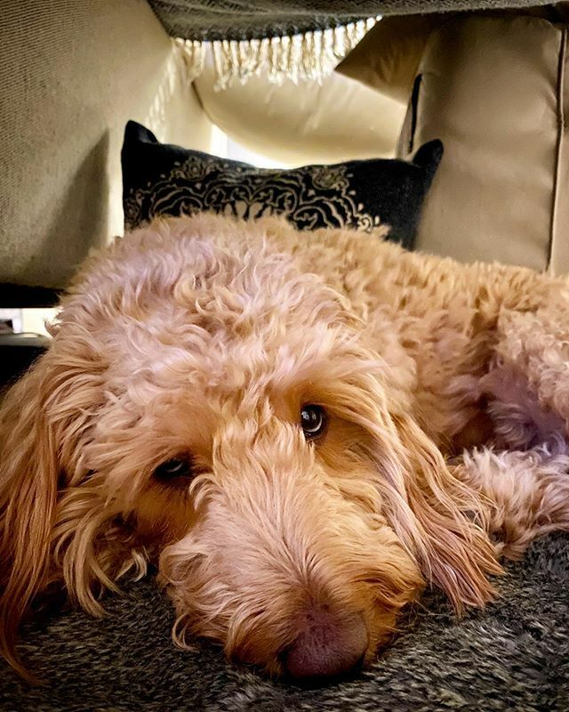 Forts are cozy ❄️🥶❄️ #chicagodoodles #minigoldendoodle #goldendoodle #playroom #forts #kidsanddogs #sweetboy #puppyeyes ift.tt/3ap6gdX