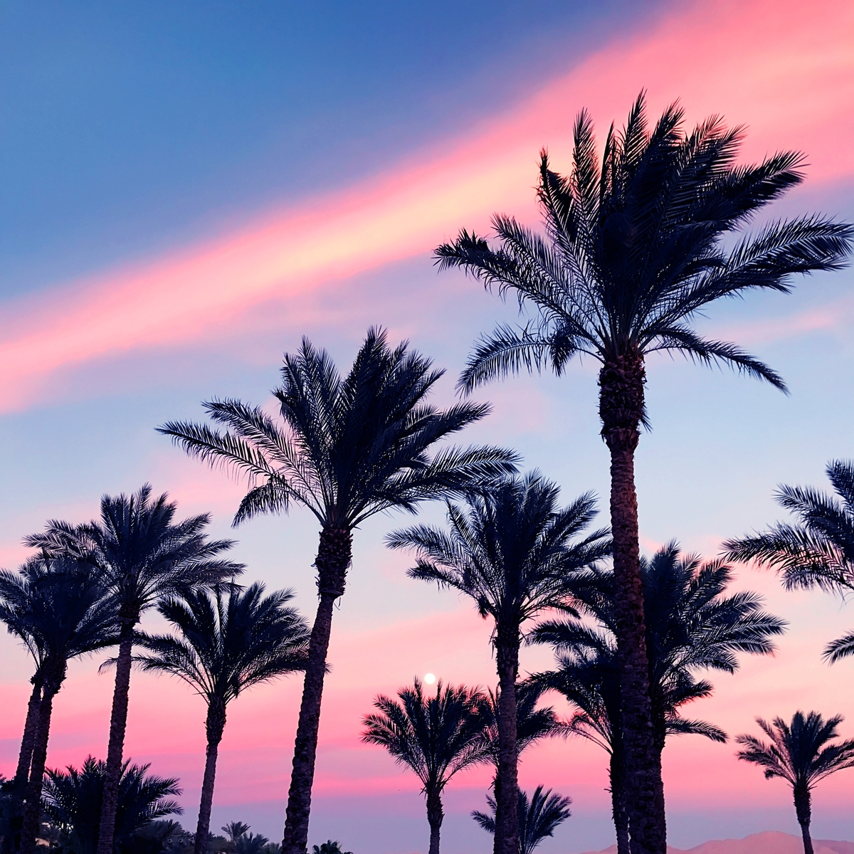 Watch the stunning Phoenix sunset through the palm trees.