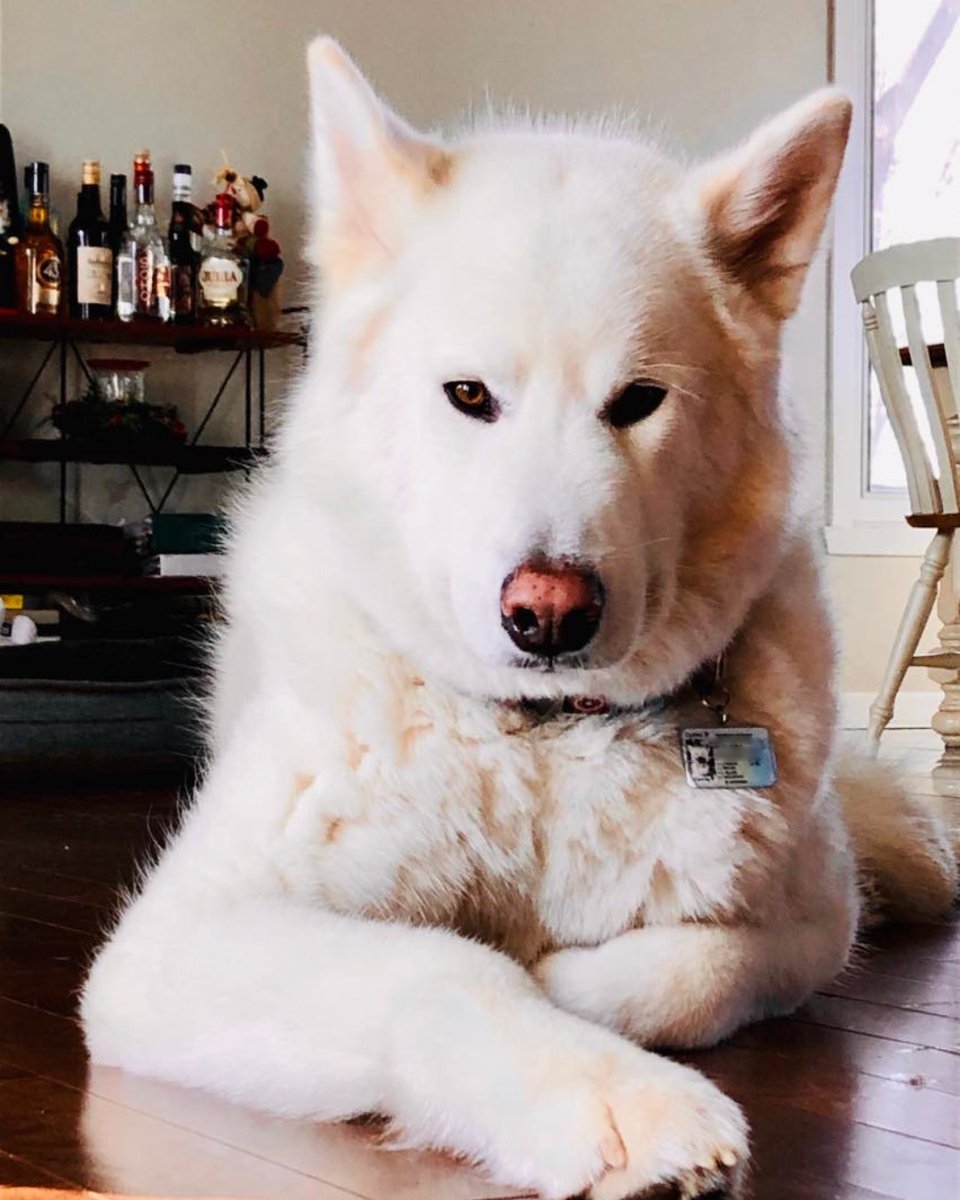 TagsforHope's tweet image. Ray's advice to the next generation of pups? Keep it classy.

#classydogs #dogstagram #tagsforhopedogs