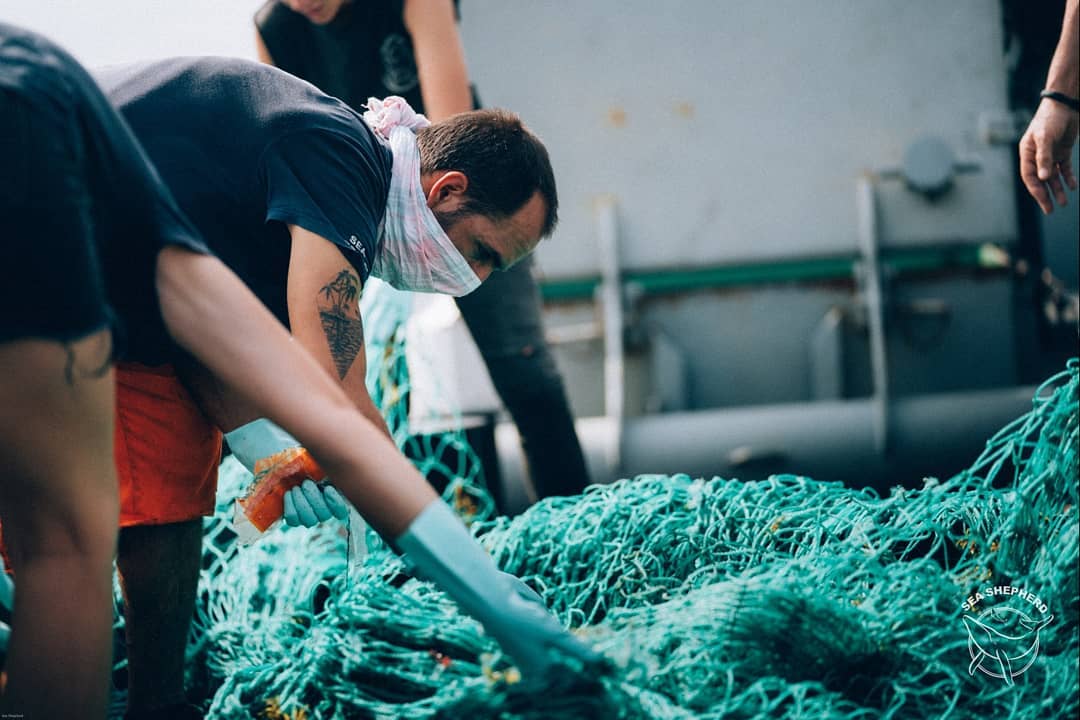 Sea Shepherd México tweet media