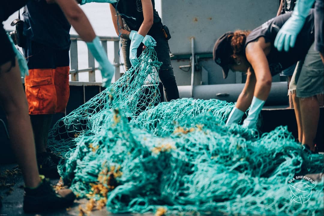 Sea Shepherd México tweet media