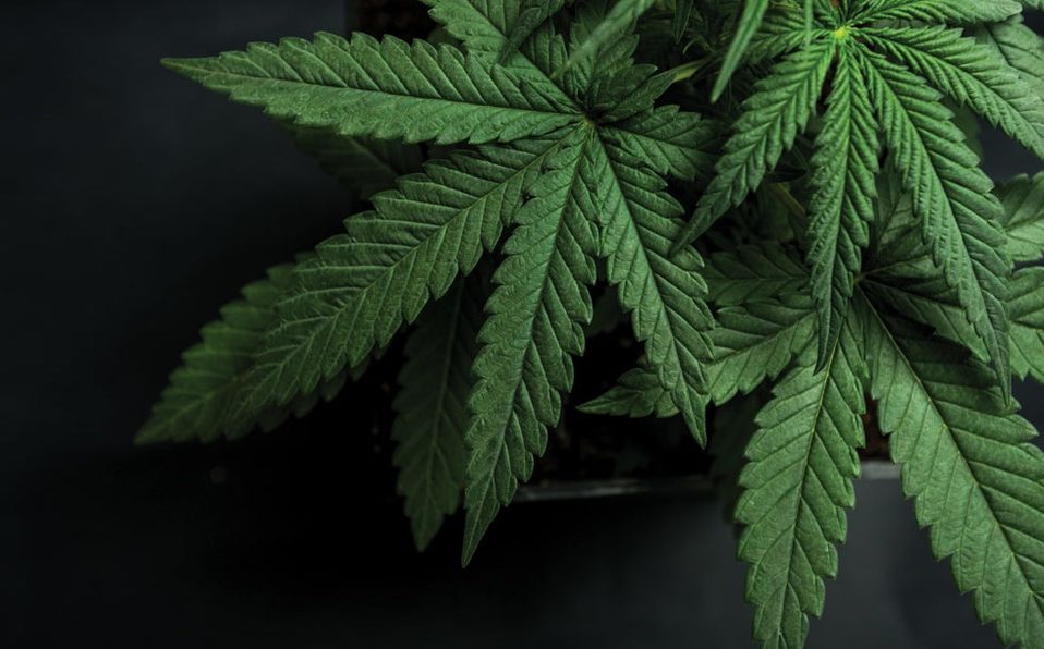 EddyWarman's tweet photo. El senado de la #República anunció el dictamen para la Ley de #Regulación de la Cannabis, que prevé permitir la portación de hasta 28 gramos para fines #lúdicos, además de multas de hasta 100 mil pesos a quién #exceda está cantidad.
Vía Milenio https://t.co/rC72D6Flb8