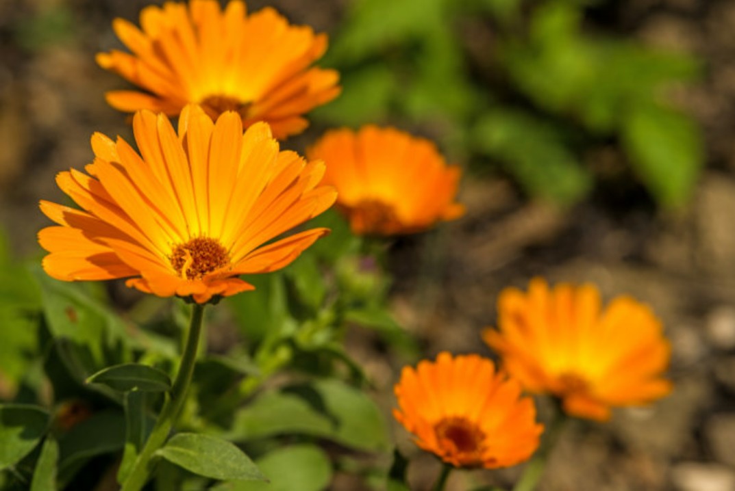 ホンキンセンカ