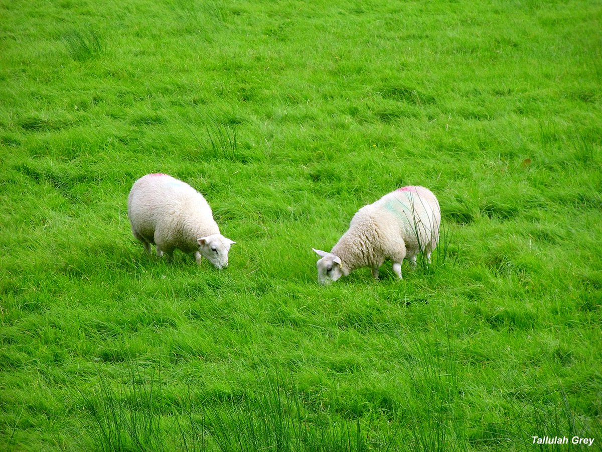 TallulahMacabre's tweet photo. Snapped a few whilst visiting Neath canal
#neathcanal #forestwalks #canalwalk #newsouthwales #forests #forestwalk #trees #forestpath #scenicviews #sheep #nature #photography https://t.co/EQFrHx5WDL