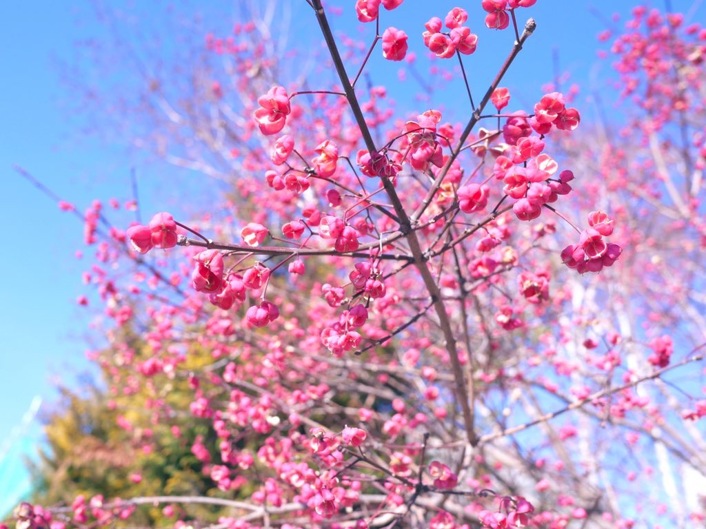 マユミの木 Twitter Search