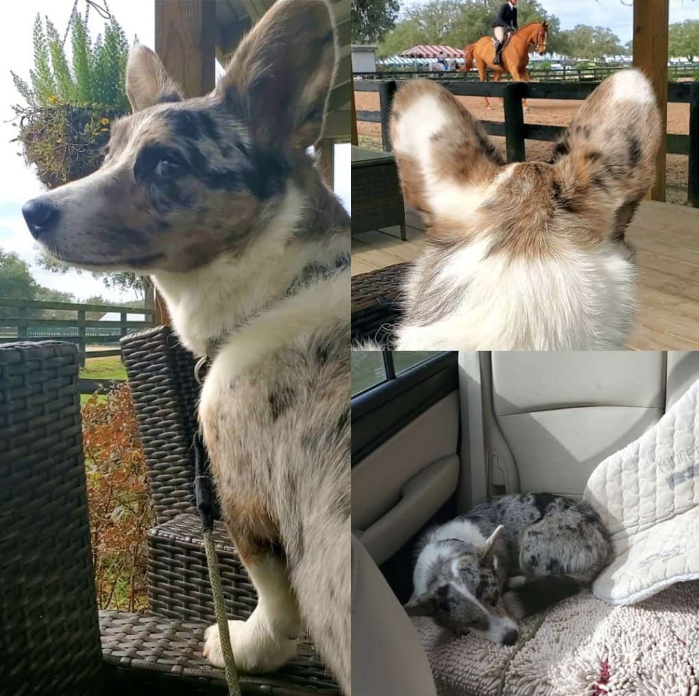 My Corgi Cade who is a Blue Merle Cardigan corgi hanging out at a horse show