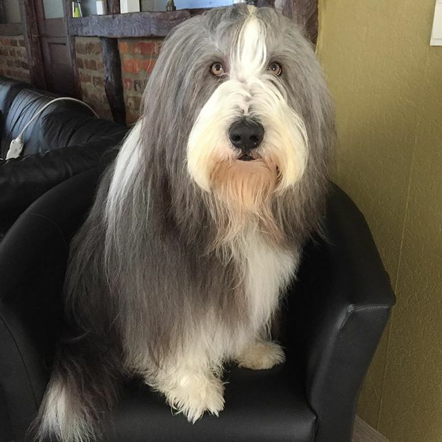 Dreamdog tweet media