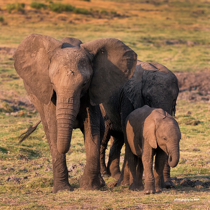 AWF_Official's tweet photo. About 8% of Africa's elephants are poached every year. https://t.co/byMGsOgdoc https://t.co/Hp4K3YVhwa