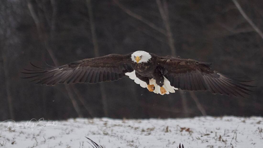 Have you ever been to Eaglewatch?? 🦅

It's happening next weekend and the following weekend at Sheffield Mills. There'll be live music, crafts for children, local art, and a delicious pancake breakfast!!! 🥞🍴😋

Why not make a day of it and visit your favorite local businesses?