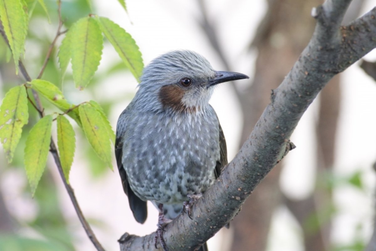 ট ইট র 福禄寿 等々力渓谷 ヒヨドリ 鵯 Hypsipetes Amaurotis は スズメ目ヒヨドリ科ヒヨドリ属に分類される鳥類