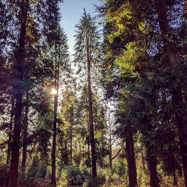 CraigBaldwin's tweet photo. Haven't been in this enclosure for years, and a sunny day too.

#forest #woodland #newforest #wilverley #winter #trees #walk https://t.co/19TmuFCcuo https://t.co/0m9BGZHjWn