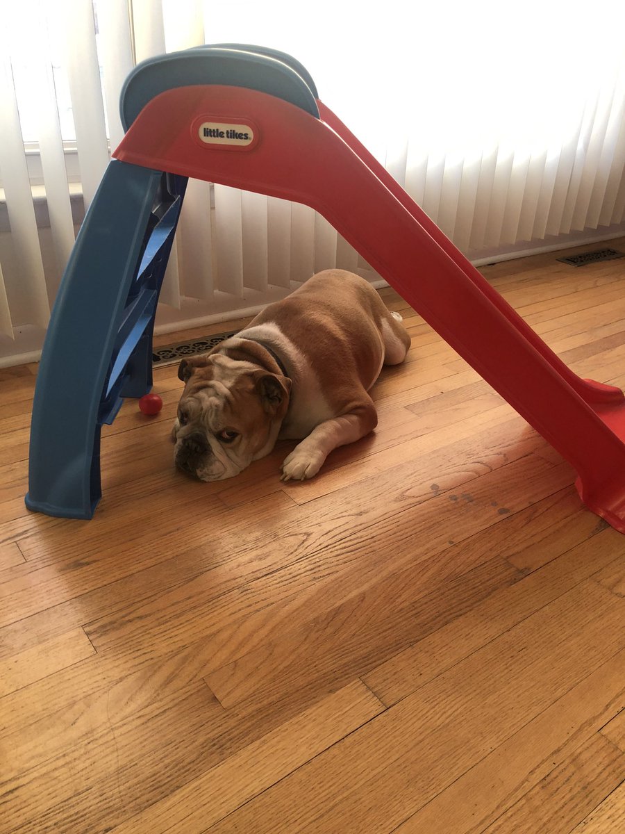 MightyThor617's tweet photo. What you mean we’re moving ALL the toys to her big girl room?! Where am I suppose to camp out now?! #BulldogThor #BigBrotherThor #LittleSisterMonika #BullySitter https://t.co/eLPaWhOKEV
