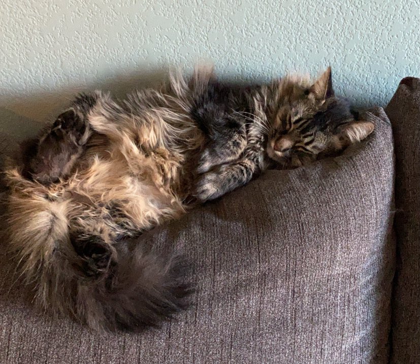 CooperSitting's tweet photo. Lazy Sunday. Go @packers! #cooperlayingdown #SEAvsGB #greenbay https://t.co/SKaMtN6IAe