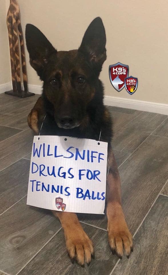 🚨WILL SNIFF DRUGS FOR TENNIS BALLS!🚨

#K9Evo #K9s4COPs #K9s4KIDs