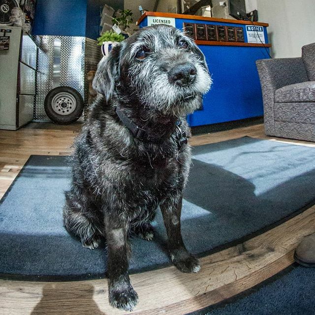 Banff_Service's tweet photo. Wilbur is not ready for the weekend to be over 😒🐶 #sundays
📷@bowmediabanff .
.
.
#wilburtheshopdog #wilbur #banffservice #dogswithjobs #sundayfeels #football #cute #dog #puppiesofinstagram #dogsofinstagram #autoshop #mechanic #banff #lakelouise #canm… https://t.co/fRQuGXAtTb https://t.co/2m4l2SYk0R