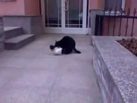 MeowMoeDotCom's tweet photo. #Cute #Cats and #Funny #Cats
#Cats #Cat #Kittens #Kitten #Kitty #Pets #Pet #Meow #Moe #CuteCats #CuteCat #CuteKittens #CuteKitten #MeowMoe
#2020 #9gag #Africa #Animal #Animals #AnimalsAfrica #AnimalsFight
https://t.co/LErFTApdMa
. https://t.co/U8REPAqmxt