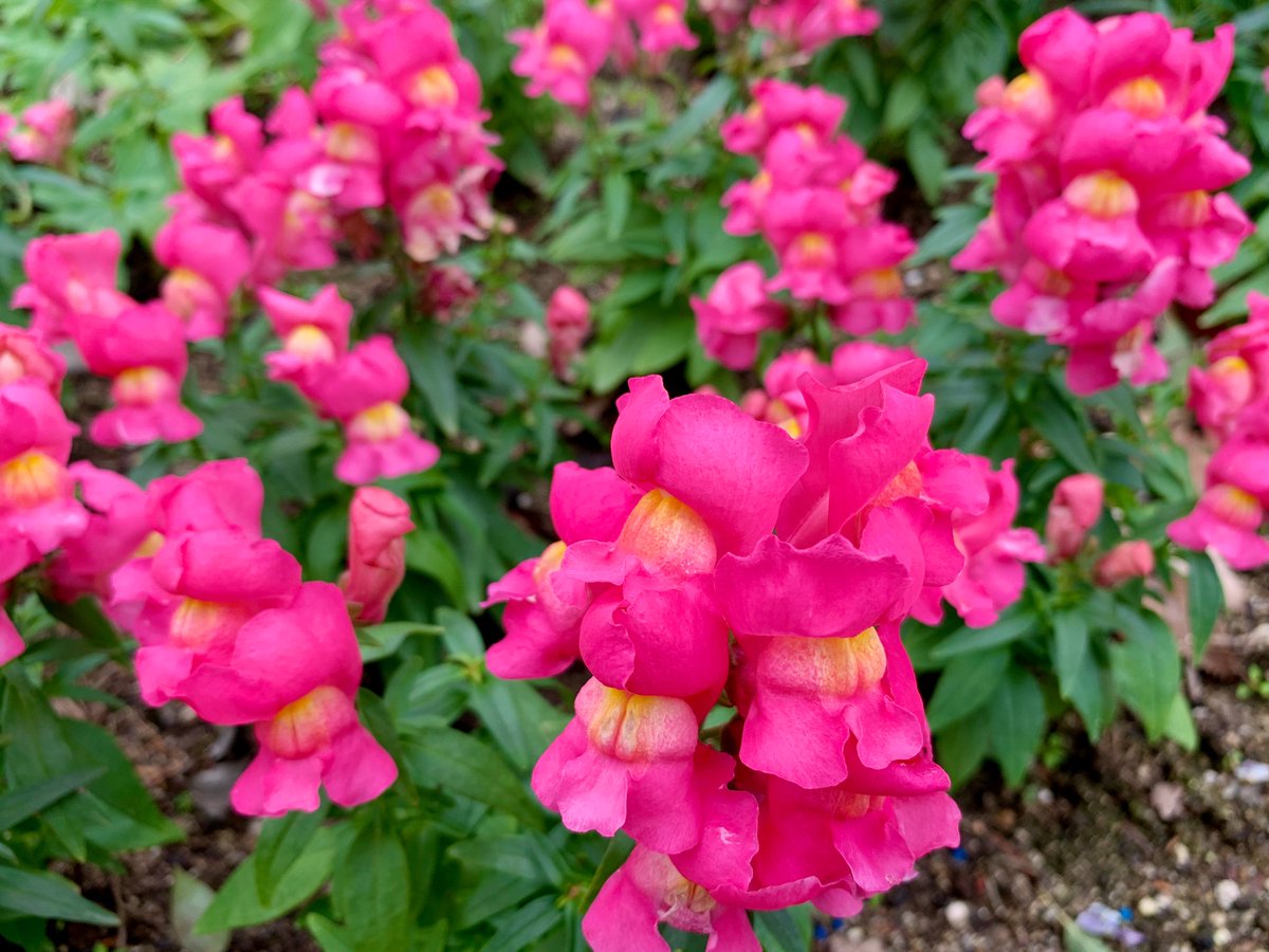 Uzivatel Cloudsailor 星羅の一日一花 Na Twitteru キンギョソウ 金魚草 金魚のような花を数多く咲かせる オオバコ科キンギョソウ属 地中海沿岸原産 Snapdragon Antirrhinum Majus Flowers Fleurs