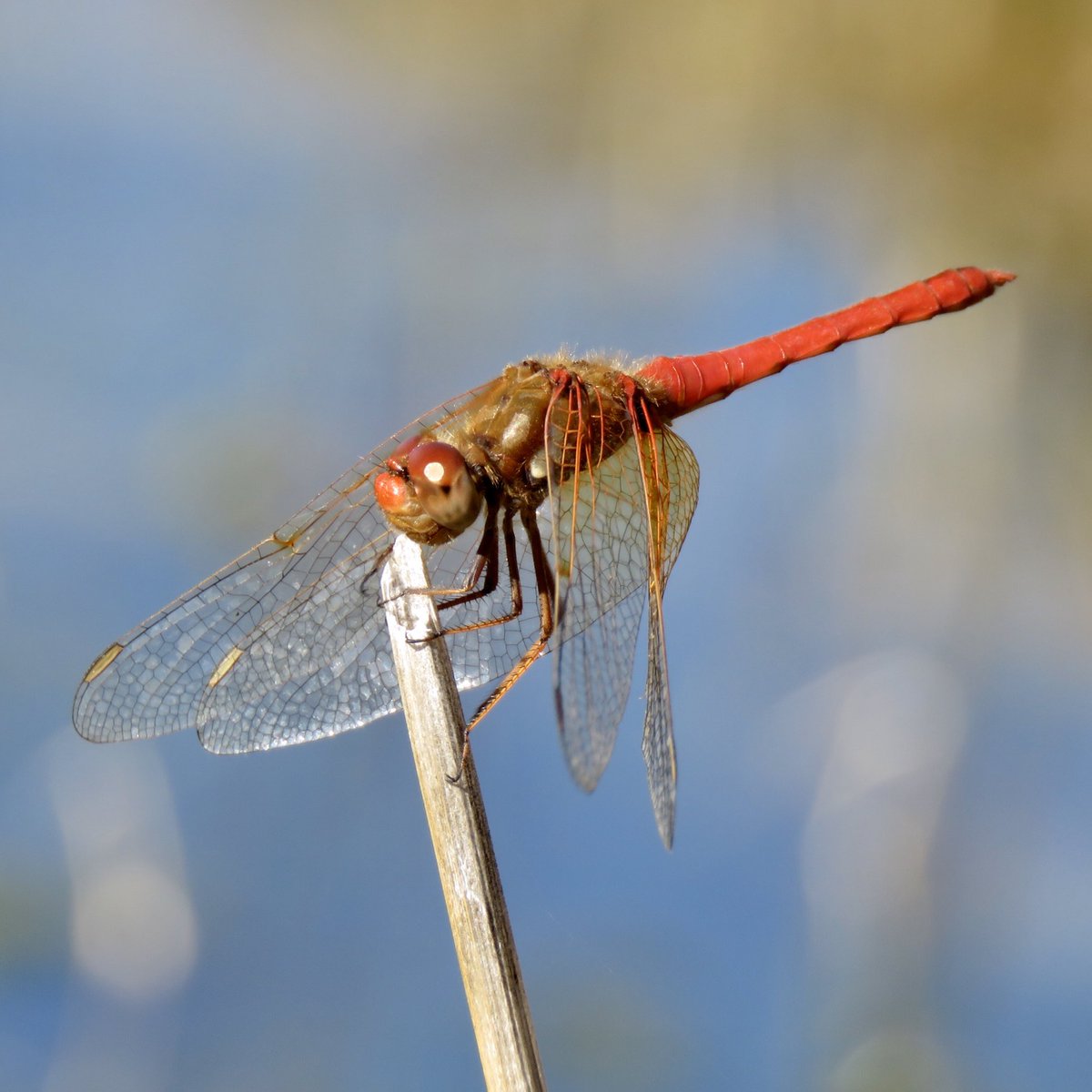 mtbogan's tweet photo. Ｈｅｌｌｏ， ｂｅａｕｔｉｆｕｌ！ 

The 1st cardinal meadowhawk (Sympetrum illotum) I’ve seen on the new Heritage reach of the Santa Cruz River downtown!! #Tucson https://t.co/Yaep2WlUnY