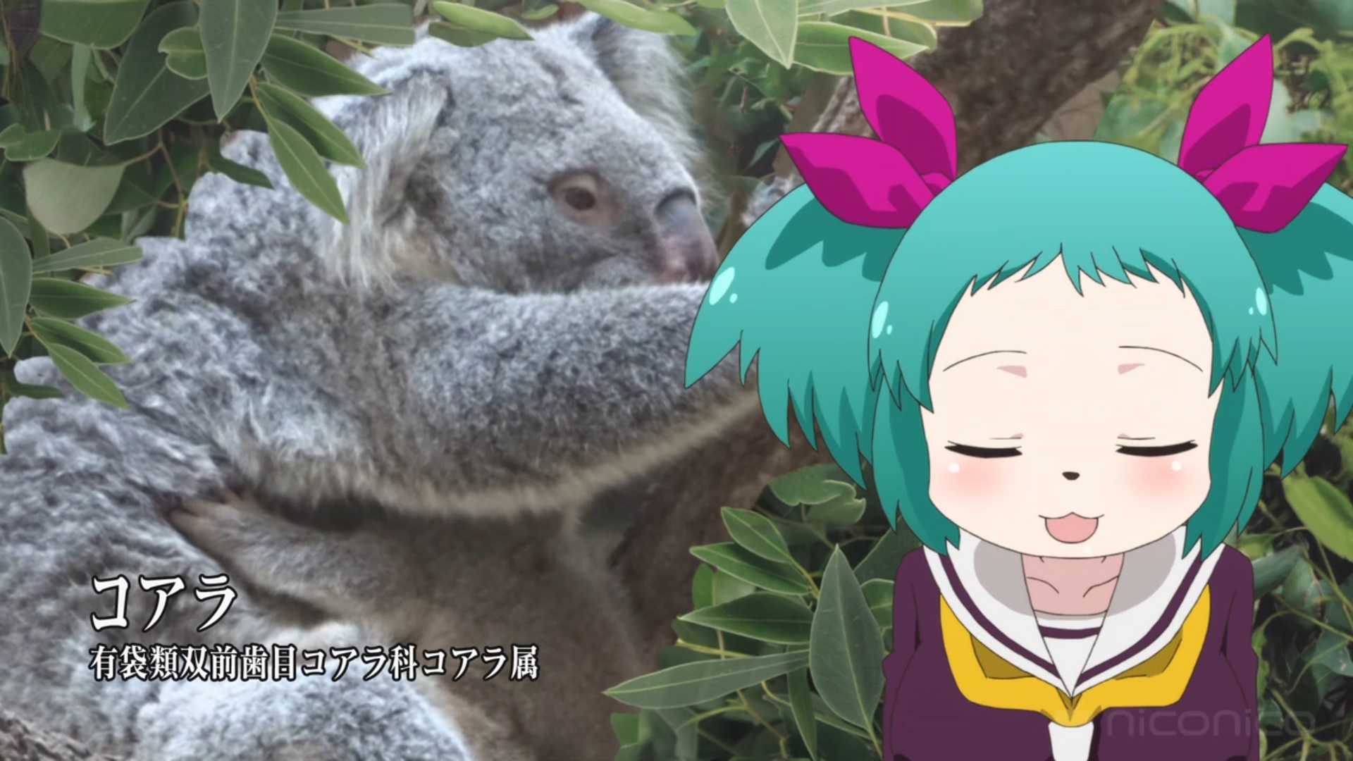 ペンギン シートン学園 コアラは食糞 ユーカリは過熱すれば大丈夫 ナマケモノは死ぬ 情報量が凄いですね 笑 ナマケモノ なぜ今まで生き延びる事が出来たのでしょうか 素朴な疑問が出てきますね どんどん可愛い子が出てきますね 観ていて癒