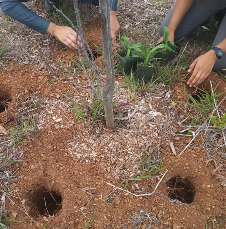 aliho710's tweet photo. #Memories from volunteering with a group at @WaimeaValley in a reforestation project on the top of the mountain!!! 🕊️💛👏
#Reforestation #TeamWork #OxygenBuilding #SolidFoundation #StrengtheningtheSoil #ViewofWindTurbineRenewableEnergyUtility #Incredible #BlessedExperience #Aloha https://t.co/OuHMzIijrw