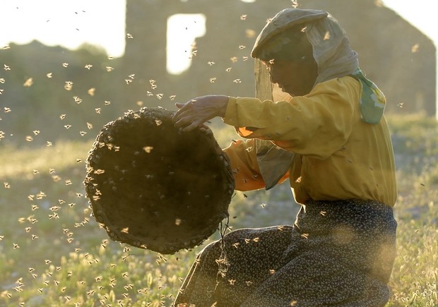 edgarwright's tweet image. Saw the justly celebrated  Macedonian documentary 'Honeyland'. One of those magical films that is so immersive you forget, as do the subjects clearly do, that someone is filming this. Like the best of international cinema, it let's you peek into a world you never normally see.