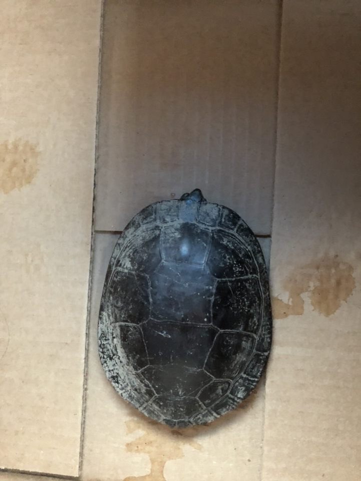 AHS Turtle Trackers tweet media