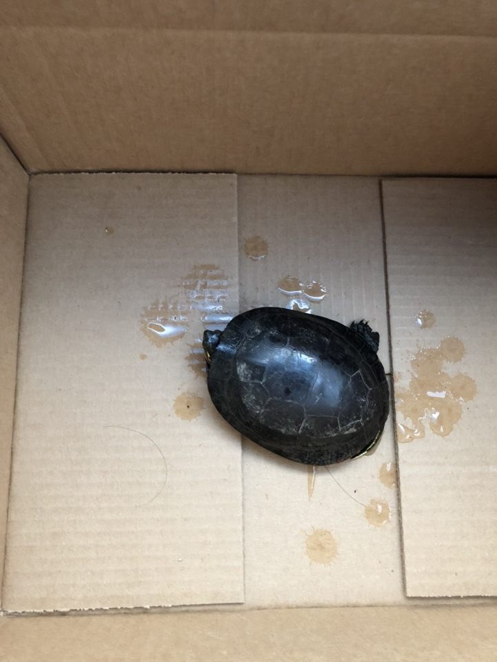 This is a one legged turtle that TT Matt was contacted about. The wounds are months old, but are healing nicely. As it is too dangerous to release this turtle it will probably stay at the rehab center. Please don’t hesitate to contact us if you find a turtle in need of help! 🐢