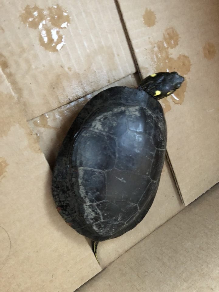 AHS Turtle Trackers tweet media