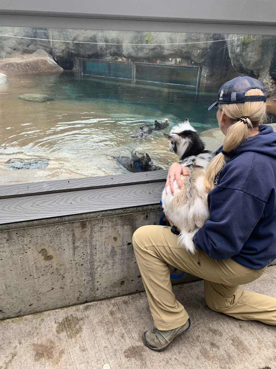 PtDefianceZoo's tweet photo. Baby Nigerian dwarf goat Juniper met the playful sea otters. 🐐👋🦦
#SundayFunday #otterlyadorable #makingotterfriends https://t.co/MOOl98zYHJ