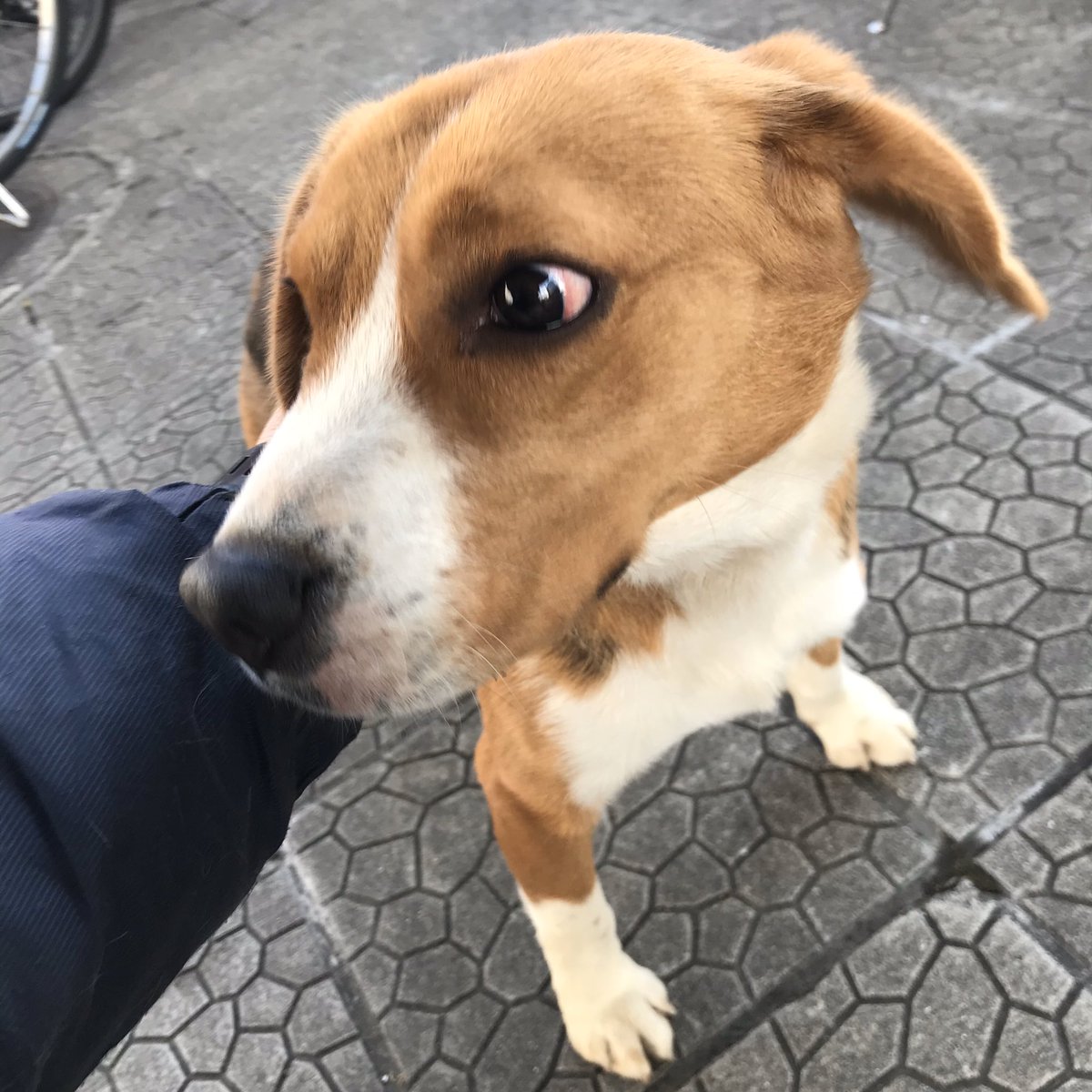 sarusaru77's tweet photo. 迷い犬を保護しました。
1月20日午前8時頃
仙台市泉区泉中央4丁目にて
ビーグルのオス
多分１歳から２歳かしら
色はハウンドカラー(茶、白)
うちにも同じようなビーグルがいて他人事ではありません(T . T)
#迷い犬　#泉中央　#保護しました　#拡散希望 https://t.co/bnXIaV5IXz