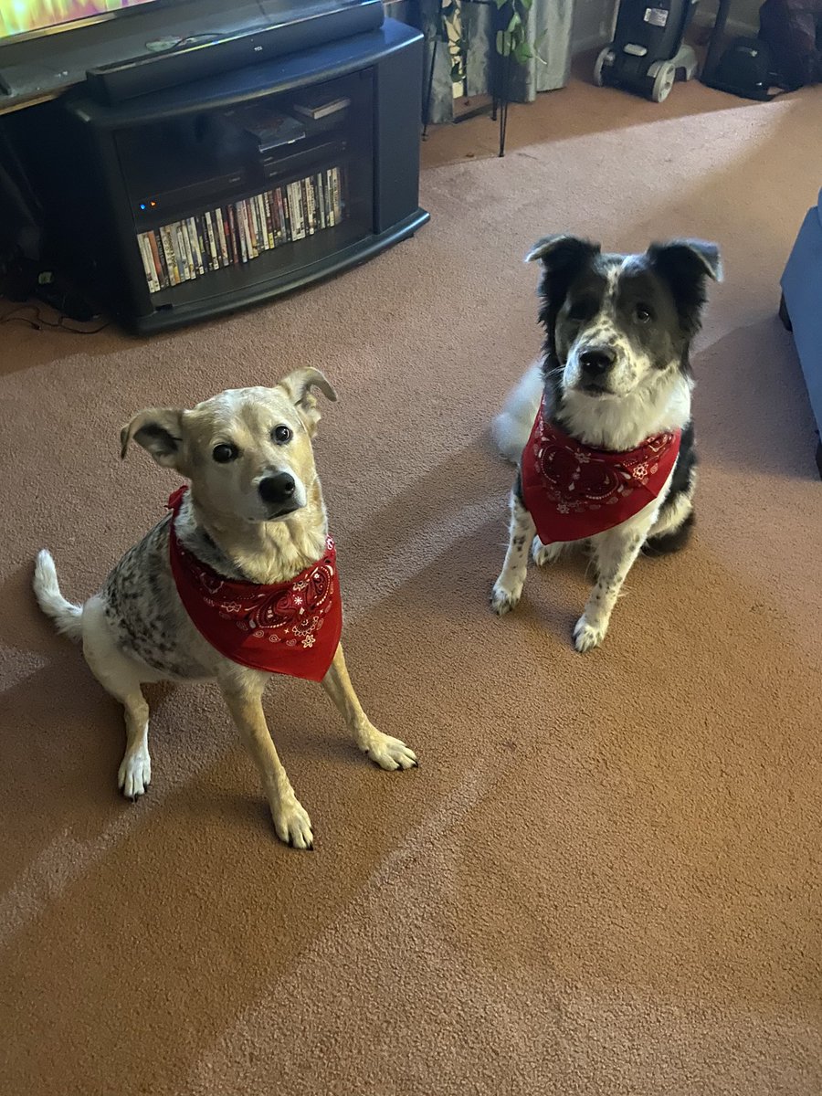 Akuyamo's tweet photo. Super bowl bound! #chiefs2020 #ChiefsKingdom #chiefsdogs #redandgold https://t.co/UcgGWwjMiK