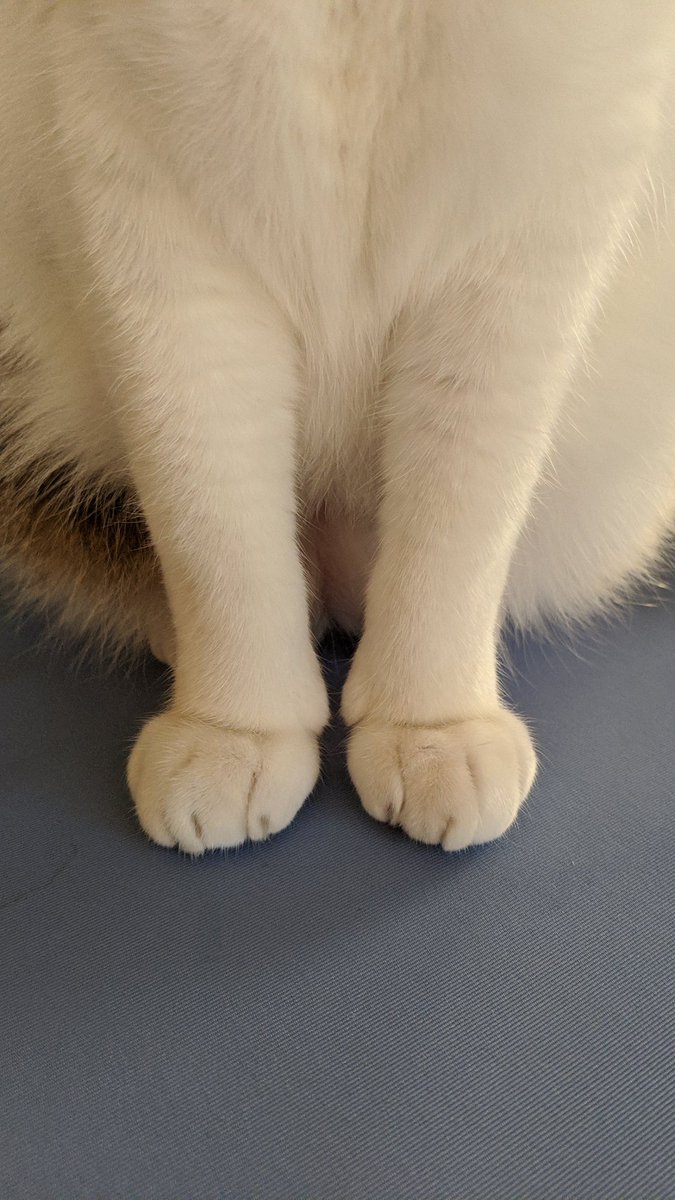 sai_pht's tweet photo. おてて

#いきものしゃしん #saiふぉと 
#うちの可愛いにゃんこたち #猫写真
#猫 #猫のいる生活 #猫好きさんと繋がりたい https://t.co/a9L2UBndwc