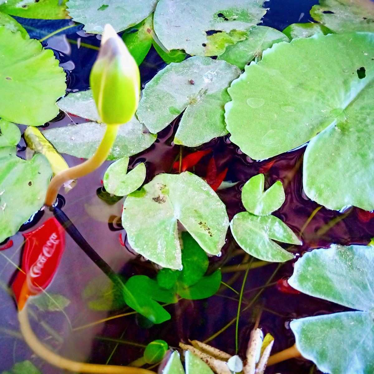 p_saonoi's tweet image. ฟื้นแล้วค่าาาา วันนี้มีอ่างบัวที่บ้านมาฝาก มีปลาด้วยน๊าาาา ตื่นมาให้อาหารปลา หมา แมว มันก็มีความสุขอีกแบบ สุขแบบบ้านๆ สุขใดไหนเล่าจะเท่าอยู่บ้าน อิอิ อรุณสวาททททค่าาาาา ทุกโคนนนนนน