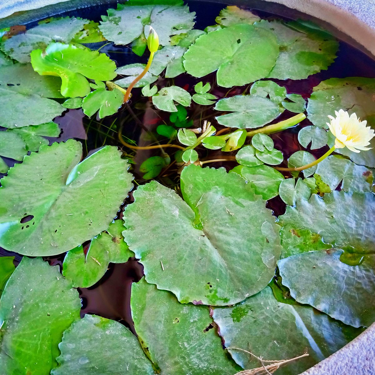 p_saonoi's tweet image. ฟื้นแล้วค่าาาา วันนี้มีอ่างบัวที่บ้านมาฝาก มีปลาด้วยน๊าาาา ตื่นมาให้อาหารปลา หมา แมว มันก็มีความสุขอีกแบบ สุขแบบบ้านๆ สุขใดไหนเล่าจะเท่าอยู่บ้าน อิอิ อรุณสวาททททค่าาาาา ทุกโคนนนนนน