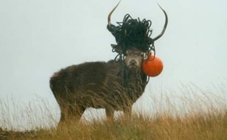 Las redes fantasma no solo afectan la vida marina. En Escocia en 2017, se encontraron dos ciervos muertos después de haber quedado enredados juntos en una cuerda de pesca, mientras otro ciervo fue fotografiado con una boya naranja y una cuerda enrollada en sus astas.

📸 BBC News