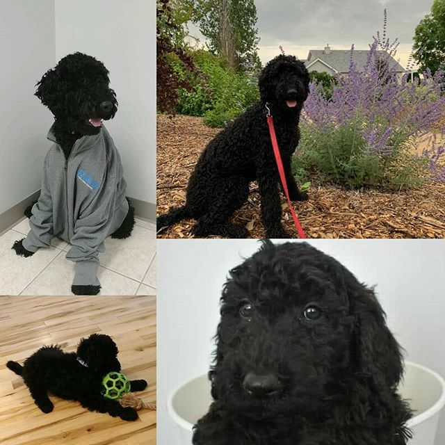 RAM_ENG_Inc's tweet image. Happy 1st birthday to RAM's office friend Winston.  You make us all smile at the office and have trained us well to play with you when you want someone to toss your ball 👍 ift.tt/30CEUwC