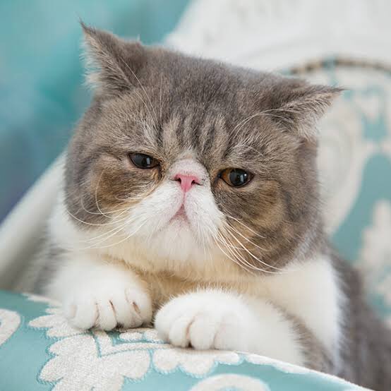五條丸 そういえば月島とエキゾチックショートヘアって似てるよね
