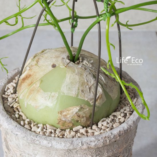 Twitter 上的 ライフ エコ 多肉植物 限定 一点物 蒼角殿 ボウィエア ボルビリス 6寸 約w25 H55cm T Co Ilichksxec 多肉植物 蒼角殿 ソウカクデン ボウィエアボルビリス ボウィエア ボルビリス テラコッタ 素焼き鉢 テラコッタポット